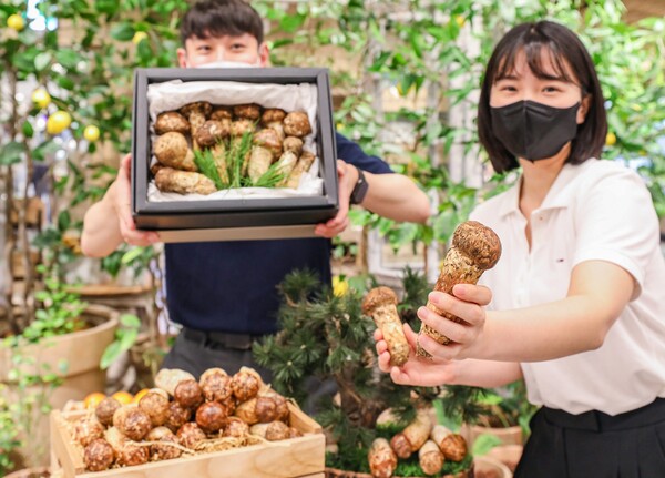 31일 오전 서울 영등포구에 위치한 현대백화점 더현대 서울 식품관에서 직원들이 올해 첫 수확한 자연산 송이를 소개하고 있다